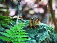 Upper Paradise Nature Preserve chipmunk on rock