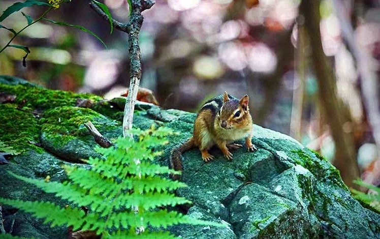 Upper Paradise Nature Preserve chipmunk on rock