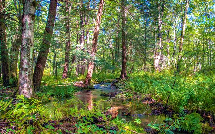 Upper Paradise Nature Preserve trees along the water