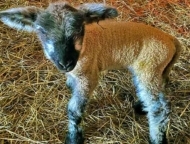 White Stag Farms baby lamb