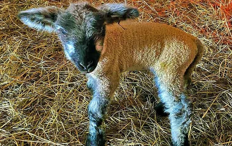 White Stag Farms baby lamb