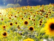 Yenser's Tree Farm field of sunflowers