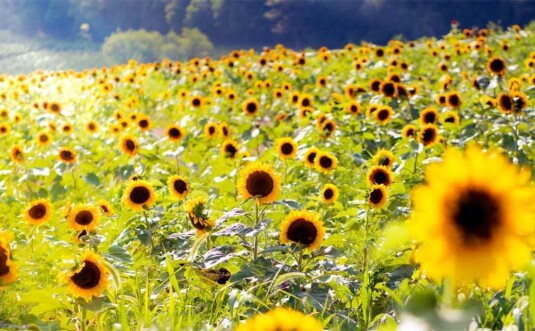 Yenser's Tree Farm field of sunflowers