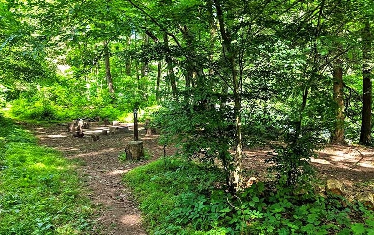 Alosa River Campsites level site in the woods