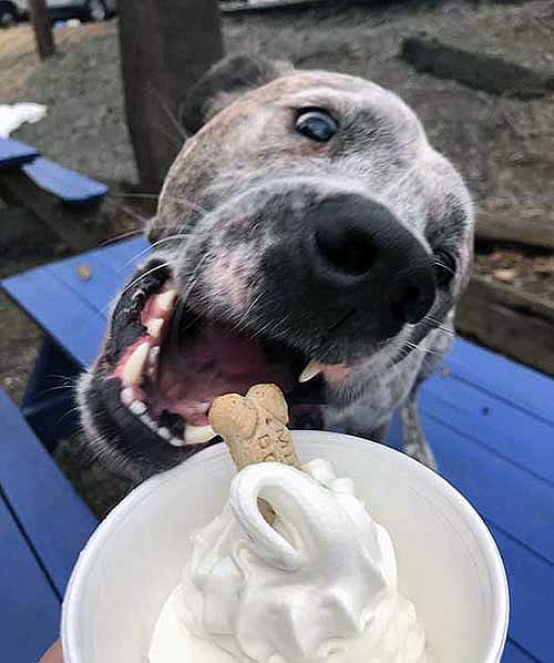 annies-ice-cream-jim-thorpe-sundae-for-doggie