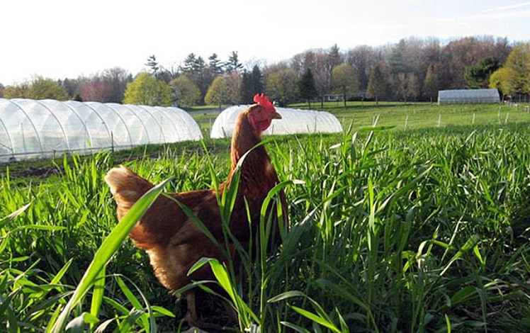 apple ridge farm chicken in field