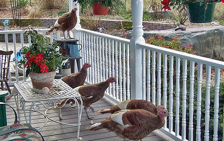 turkeys on the farm house porch