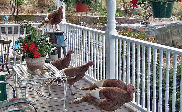 turkeys on the farm house porch
