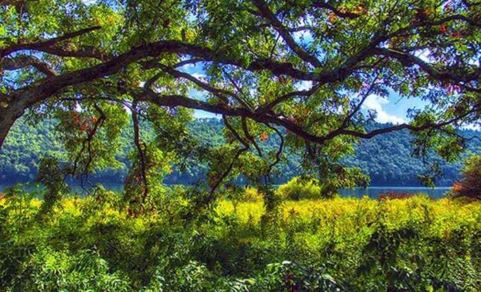 beautiful-tree-over-lake