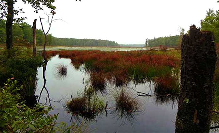 bruce lake natural area wetlands