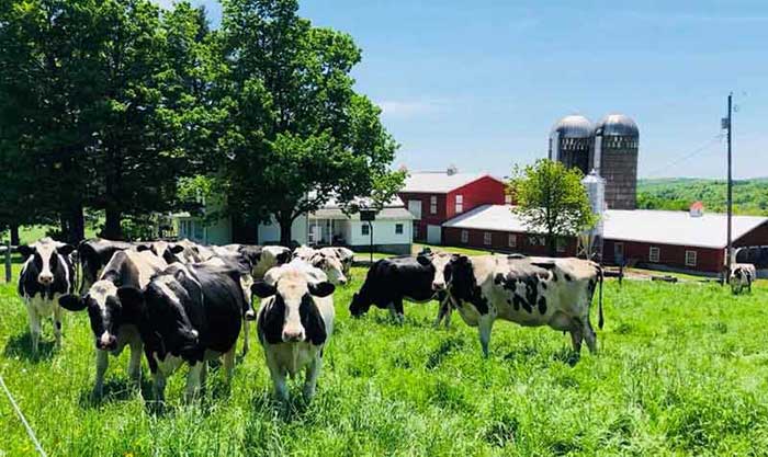 calkins-creamery-happy-cows-and-barns