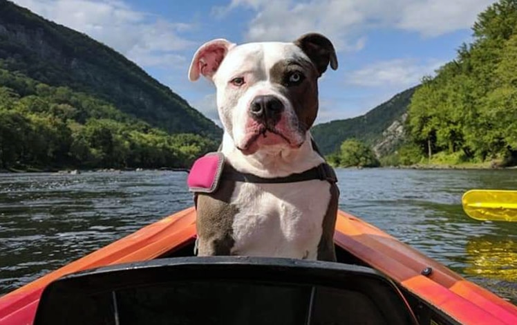 chamberlain-canoes-dog-in-a-boat