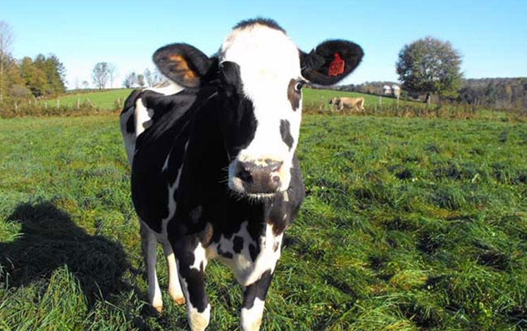 creamworks creamery cow in field