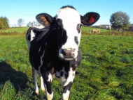 creamworks-creamery-waymart-cow-in-field