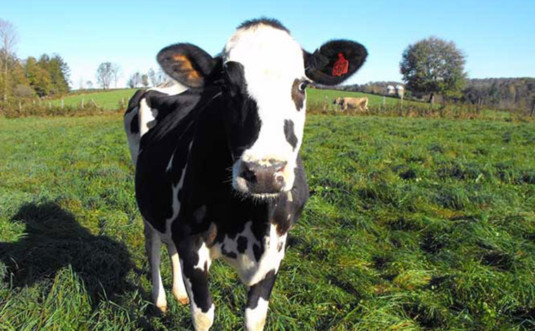 creamworks creamery cow in field