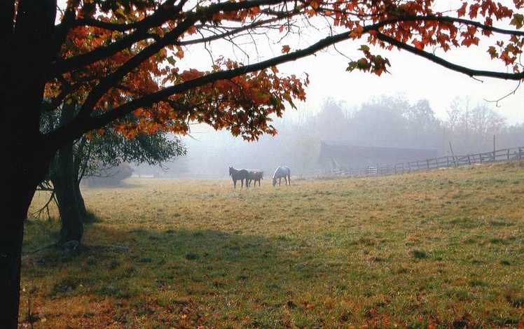 daisy-field-farms-riding-stables