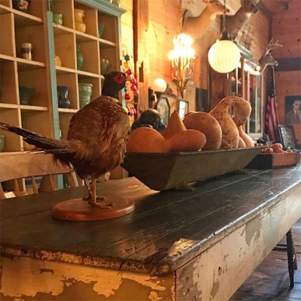 dancing-dog-antiques-interior-barn-stuffed-pheasant-and-gourds