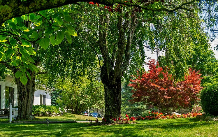 deerfield inn back of house and trees in garden