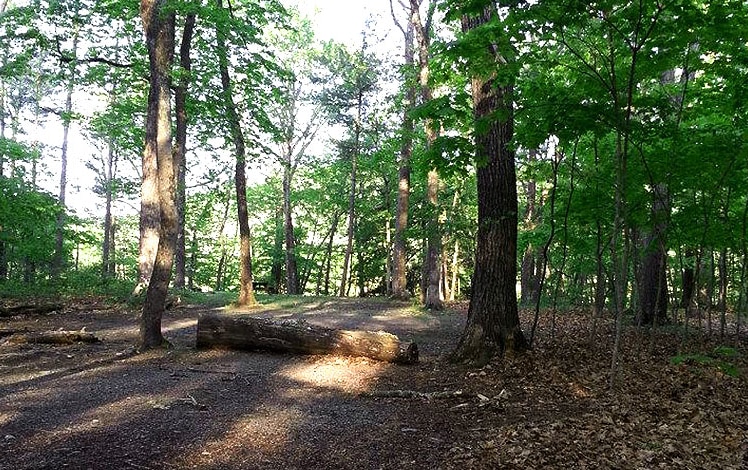 dingmans-campground-site level wooded in forest