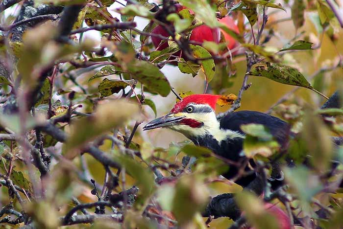 dorflinger-suydam-wildlife-sanctuary-woodpecker