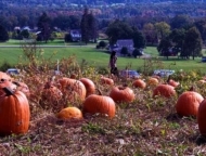 fall fest at yenser's tee farm pumpkin field