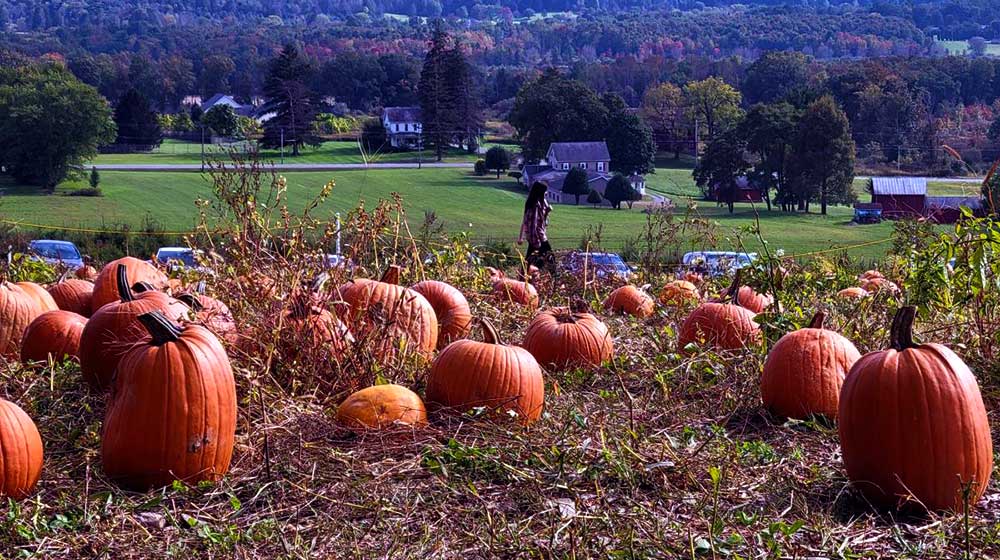 fall fest at yenser's tee farm pumpkin field