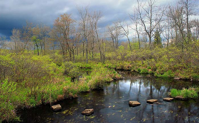 gouldsboro-state-park-frank-gantz-trail