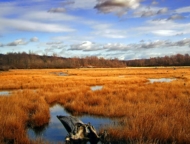 gouldsboro-state-park-wetlands-field