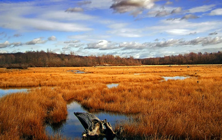 gouldsboro-state-park-wetlands-field