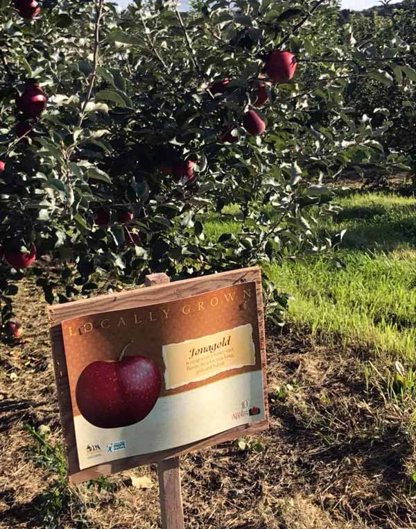 heckman-orchards-locally-grown-jonas-gold-apples-sign-and-tree