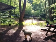 hickory-run-state-park-campground-camp-site-with-dog