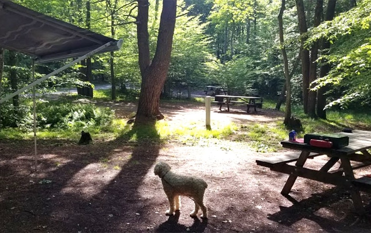 are dogs allowed at hickory run state park camping