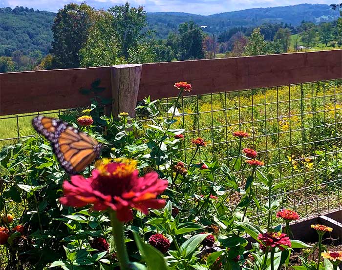 jane's place growing flowers