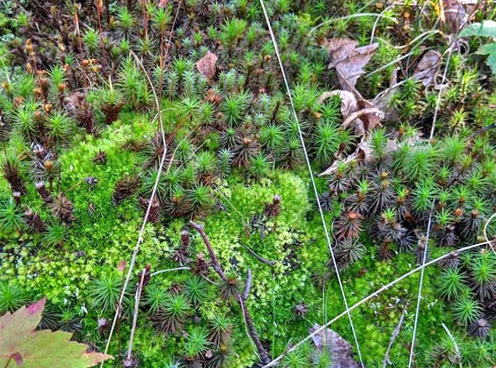 kurmes paradise creek preserve lichen on ground