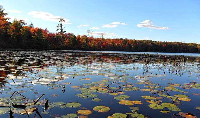 lacawac-sanctuary-lake-with-lily-pads