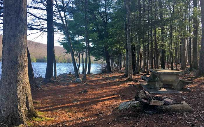 picnick-table-in-the-pines