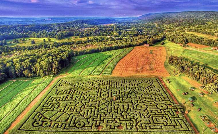 mazezilla overeview of the maze from overhead