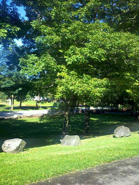 mountain-view-park-trees