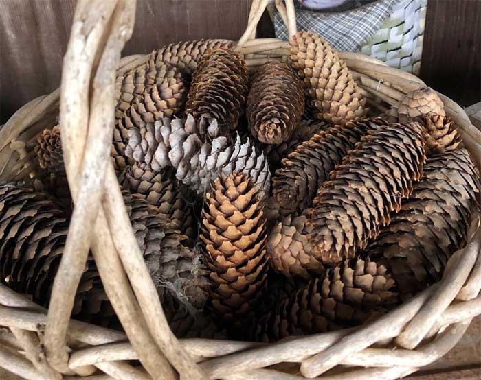 mountainhome antiquest basket of pine cones