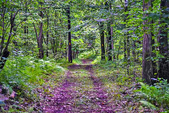 nothstein preserve forest path