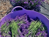 Paradise Lavender Farm bowl of cut lavender