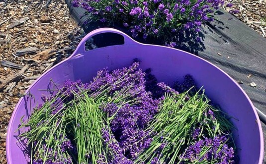 Paradise Lavender Farm bowl of cut lavender