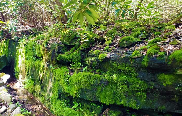 pasold-farms-nature-preserve-moss-and-lichen