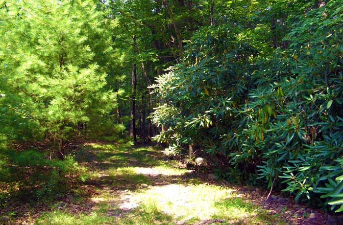 pasold-farms-nature-preserve-spruce-and-rhododendron