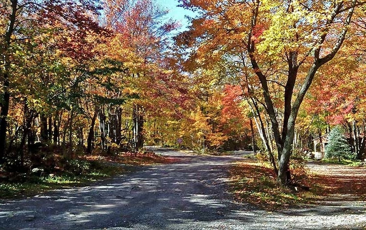 trees along road