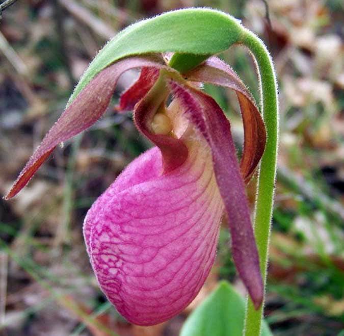 pink-lady-slipper orchid native to PA