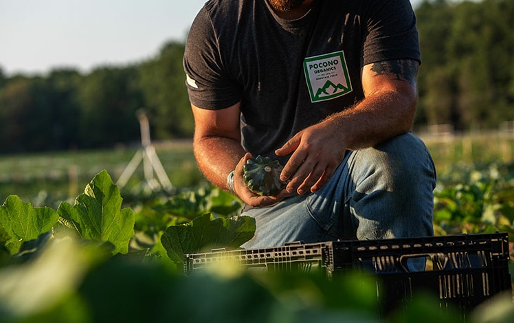 Pocono Organics worker picking squash