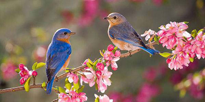 promised-land-state-park-blue-birds-on-rhododendron