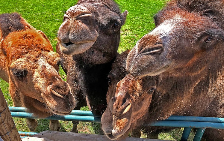 4 llamas at the fence
