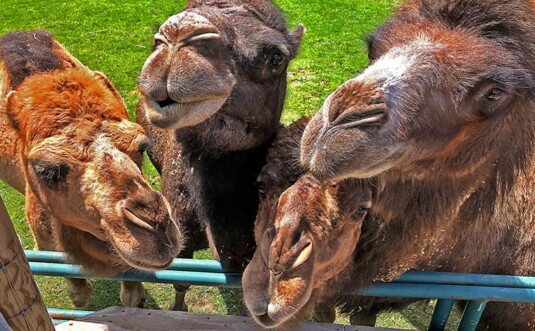 4 llamas at the fence